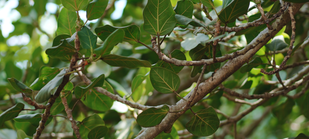 View,Of,Narrow,Footbridge,Between,Green,Tropical,Trees,Located,In